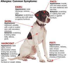 is your pet suffering from allergies