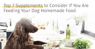 feeding your dog homemade food