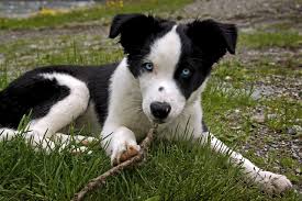 ultimate border collie puppy ping