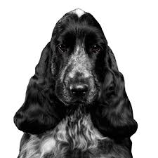 Spaniels were especially bred to flush game out of denser brush. Cocker Spaniel Rassebeschreibung Charakter Dogbible