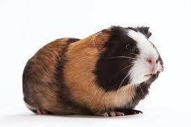 beginner s guide to guinea pig care
