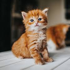 A lot of people give their cats human names. Top Male Cat Names For 2020 The Most Popular Names For Boy Cats Mirror Online
