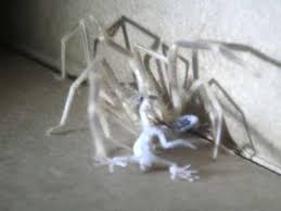 A camel spider, which is also in the class arachnida with spiders interestingly enough, is not a spider at all. Camel Spider Devours Gecko In Iraq Youtube