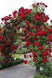 10 Rose Arch Ideas Which Roses Are
