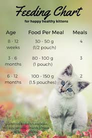 Feeding Your Kitten Feeding Kittens Kitten Food Kitten Care
