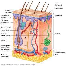 It is a tough protective layer that contains melanin (which. So What The Fuss Skin Anatomy Anatomy Organs Integumentary System