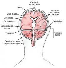 Ventricles Of The Brain Overview Gross Anatomy