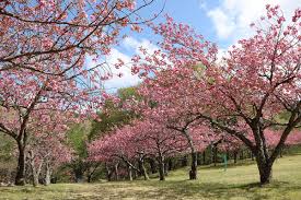 釜石の春終盤 青ノ木の八重桜 濃桃色の花が世界遺産「橋野鉄鉱山」に彩り | かまいし情報ポータルサイト〜縁とらんす