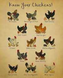 Chicken Breeds Chart Print Vintage Poultry Print Chicken