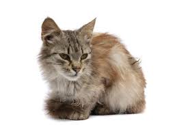 what causes matted cat hair