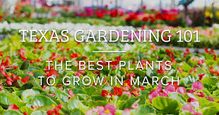 Texas Gardening 101 Best Plants To