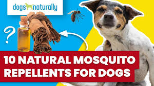 mosquito repellents for dogs you