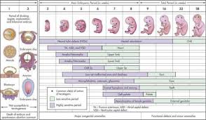 Critical Periods Of Human Development Prenatal Development