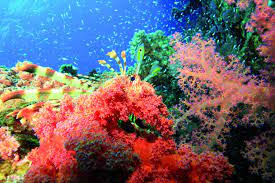 Jak rostou korály: Život v podmořské zahradě | 100+1 zahraniční zajímavost