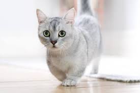 Jenis jenis kucing abu abu berbulu pendek yang cantik gerava. 37 Jenis Kucing Yang Ada Di Dunia Dengan Gambar