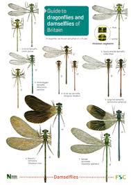Dragonflies And Damselflies Of Britain Laminated Id Chart