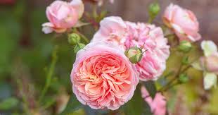 All About David Austin English Roses