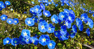 7 plantas azules más bonitas para