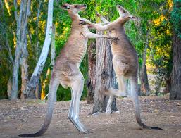 Kangaroos is a truly global lifestyle brand selling footwear, apparel and accessories in over 60 countries. Kangaroos Facts Information Bush Heritage Australia