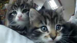 Whether you are a new tabby cat owner or a long time lover of these furry little bundles of joy, a few tips on grooming can be very beneficial to anyone. Worlds Cutest Kittens Tabby Kitten Youtube