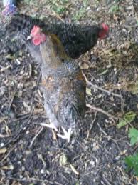 We did not find results for: Woke Up At 5am Today Getting Ready For Work And My Hen Started Crowing She He Hasn T Done It Any More Today Supposed To Be A Barred Rock But She S Turning Brown Do