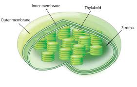 plant cells chloroplasts cell walls