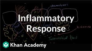Inflammatory Response Video Immunology Khan Academy