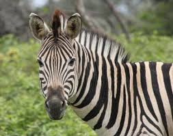 Zebra Equus Zebra Equus Quagga Equus Grevyi Animals