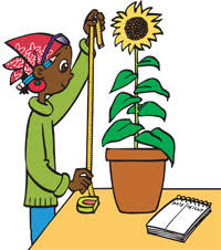 Grow A Sunflower Great Grub Club