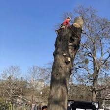 North star tree service can give the best tree removal gwinnett county has to offer. M G Tree Service 14 Photos Gutter Services Lawrenceville Ga Phone Number
