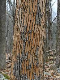 Ash Tree Bark Ling Reasons For