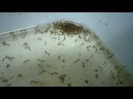Resultado de imagem para imagens de larvas do mosquito da dengue