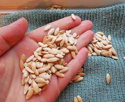 what are benefits cantaloupe seeds