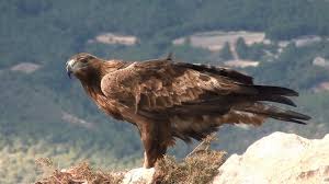 These birds flock in mesmerizing swarms of thousands—but why is still a mystery. Largest Birds Of Prey In The Us Steemit