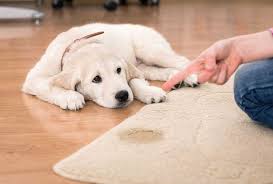 carpet cleaning with pet stain odor