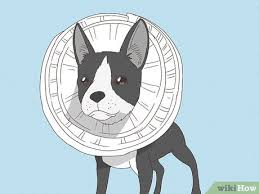 how to make a dog cone 7 easy diy ideas