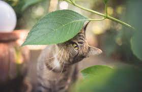 18 Plants That Are Poisonous For Cats