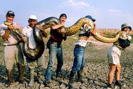 世界最重蛇，绿森蚺无毒，却能轻松夺你命_猎物_动物_生活