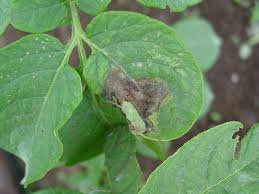 Late Blight Of Potato And Tomato Declared Pest