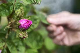 rose care retirement and horse poo