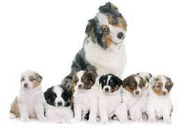 Maybe you would like to learn more about one of these? Australian Shepherd Cost A Complete Guide With Calculator Petbudget