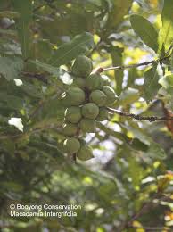 macadamia nuts in food forest