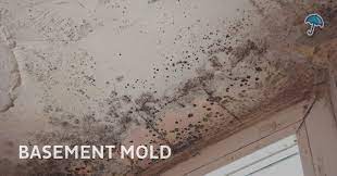 Basement Mold Causes Prevention In Nj