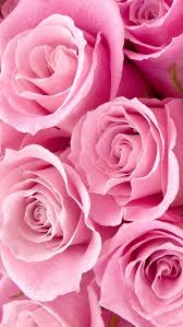 rose flower pink rose background hd