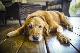 addison s disease can be fatal to dogs