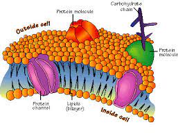 as biology cell membranes and transport