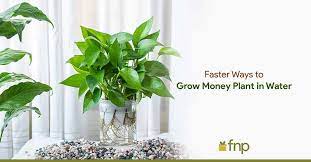 A Complete Guide To Growing Money Plant