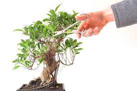 pruning bonsai cutting branches to