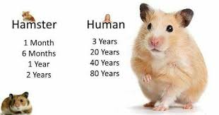 Pin By Eunice Llanos On Wade Baby Hamster Syrian Hamster