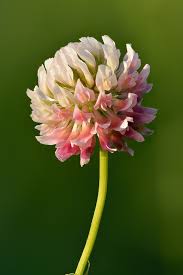 Trifolium hybridum - Wikipedia